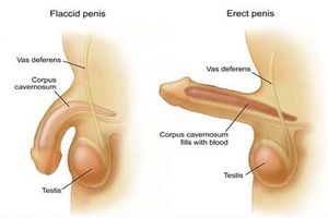 阴茎勃起障碍的症状表现是什么