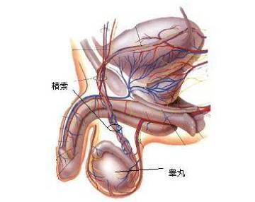 睾丸炎有什么症状